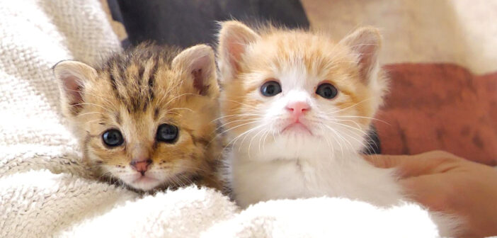 温かい抱っこに安心する保護子猫達