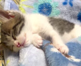 ちゃんと自分のお布団に入って寝る子猫。遊び疲れてピクピクしながら眠る姿が可愛すぎる ( *´艸`)♡