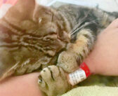 ガソリンスタンドで発見された、衰弱しきった迷子の子猫。救ってくれた保護主さんをいつまでも抱きしめ続ける
