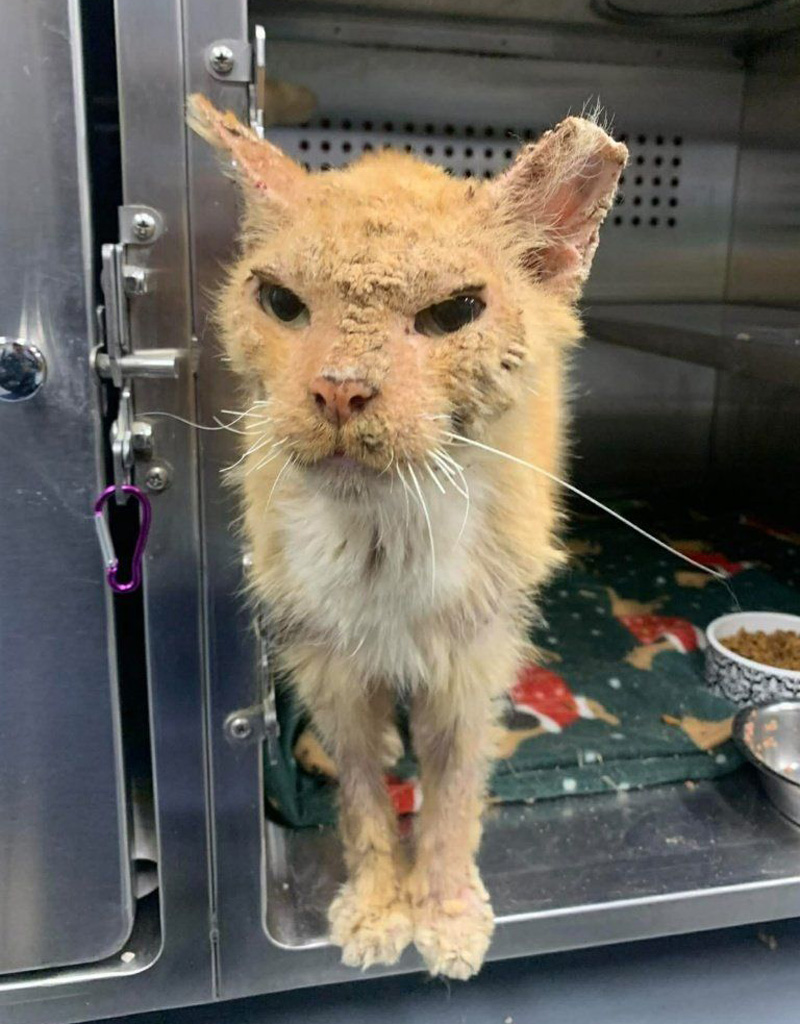 ボロボロの状態で保護された猫