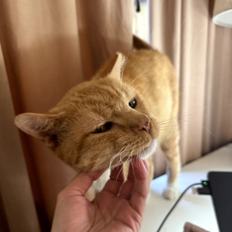 ナデナデされる猫