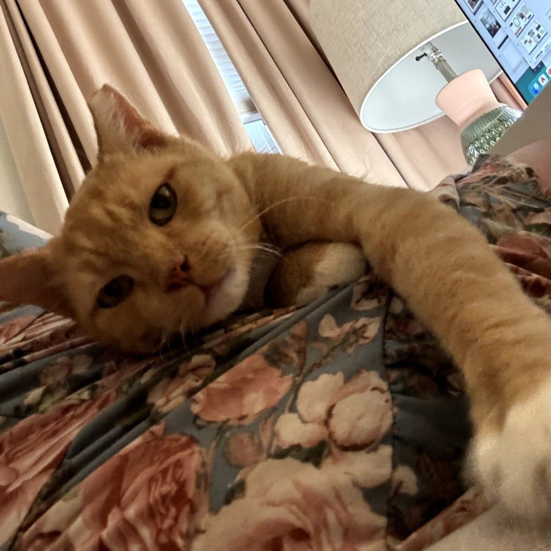 くつろぐ猫