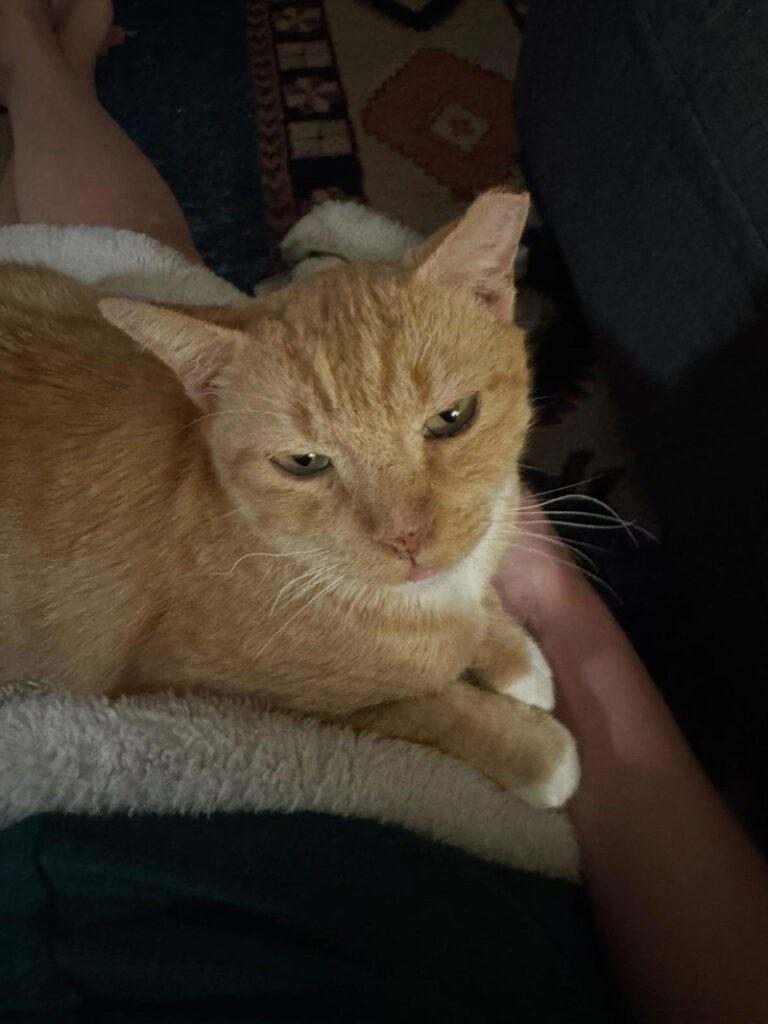 幸せになった猫