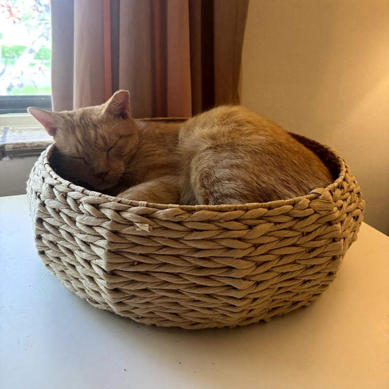 ゆっくり休む猫