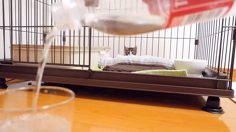 初めて炭酸水を見た子猫