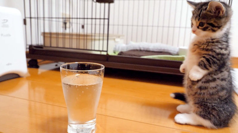 初めての炭酸水にドキドキの子猫