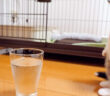初めての炭酸水にドキドキの子猫