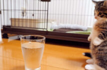 初めての炭酸水にドキドキの子猫