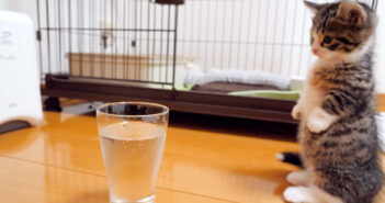 初めて炭酸水を見た子猫。未知との遭遇にドキドキするも、好奇心には勝てないようで可愛すぎる反応が ( *´艸｀)♡