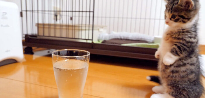 初めての炭酸水にドキドキの子猫