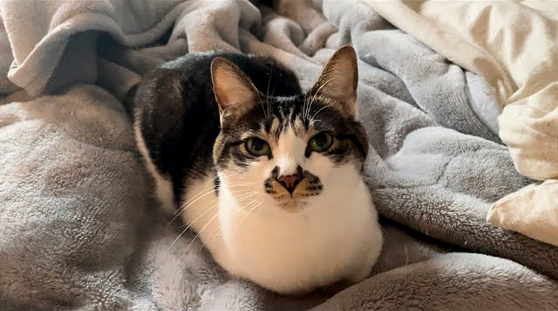 本当に優しい話し方をする猫