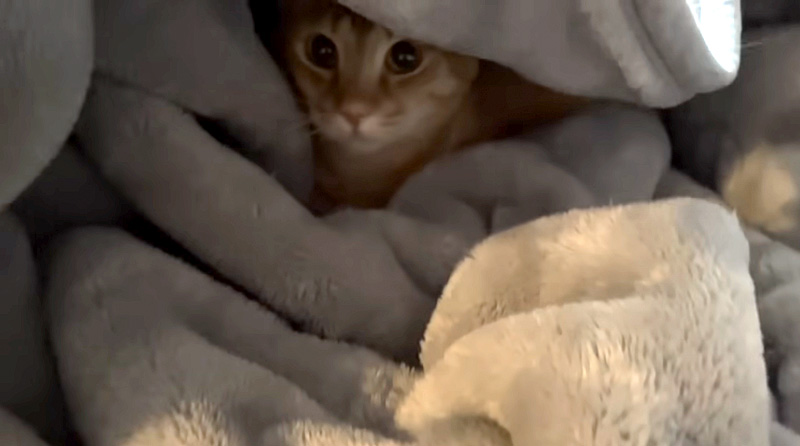毛布に隠れていた猫