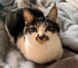 本当に優しい話し方をする猫