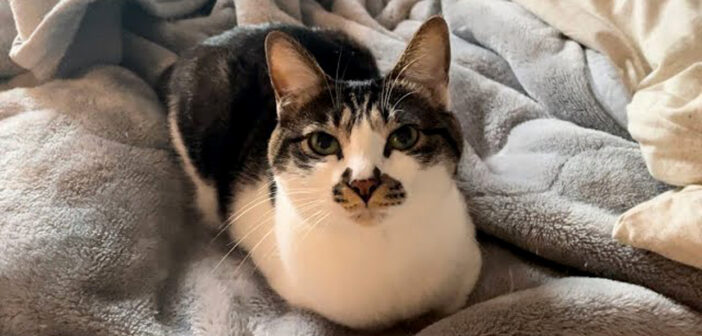 本当に優しい話し方をする猫さん。1匹だと思ったら… 予想外の場所に2匹目がいて最高に可愛かった ( *´艸｀)♡