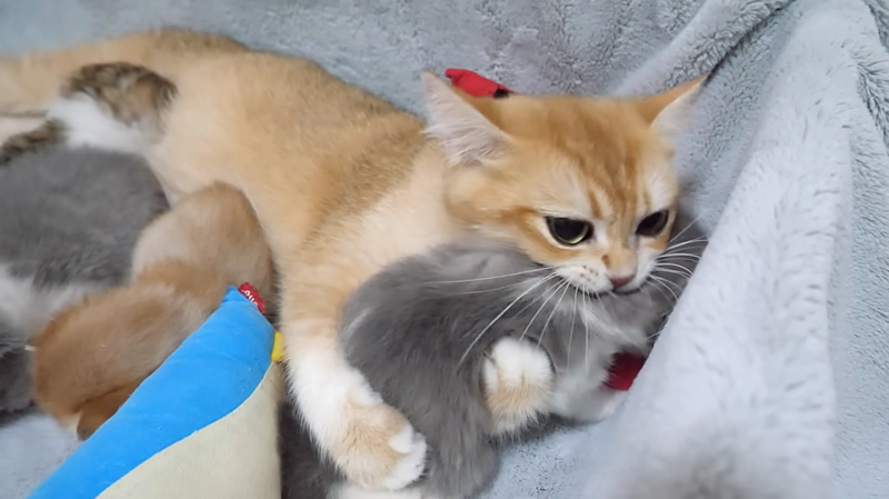 母猫に激しくハグされた子猫
