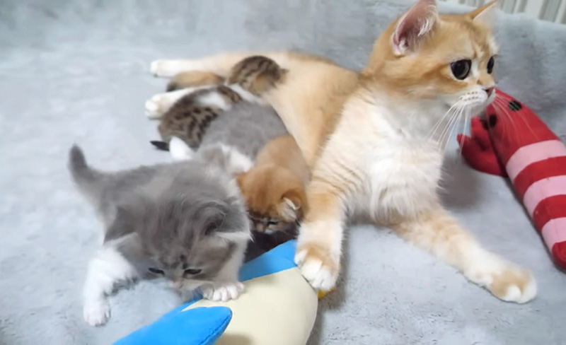 たまらず避難する子猫