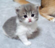 つぶらな瞳で見つめてくる子猫