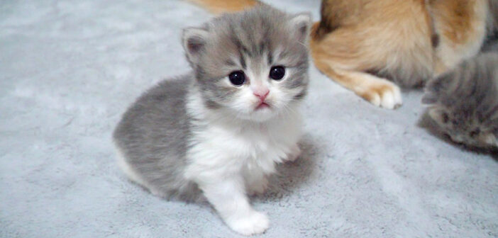 つぶらな瞳で見つめてくる子猫