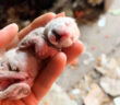 冷たい体で保護された子猫