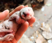 ゴミ捨て場で氷のように冷たくなっていた子猫。生きていることが信じられないほどだった子猫は、人間の愛情で命を繋ぐ