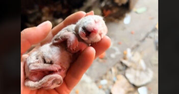 冷たい体で保護された子猫