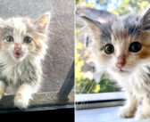 家の庭にひとりで現れた迷子の子猫。路上での暮らしに別れを告げる決心をして、「家の中に入れて」と一生懸命に伝えてきた