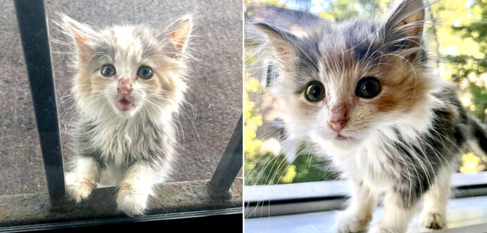 家の庭にひとりで現れた迷子の子猫。路上での暮らしに別れを告げる決心をして、「家の中に入れて」と一生懸命に伝えてきた