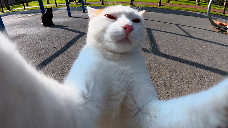 カメラを掴む猫