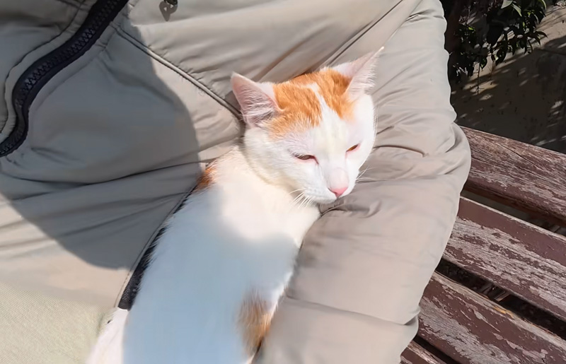 腕の中に収まる猫