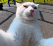 まるで自撮りしているかのようにカメラを掴む猫