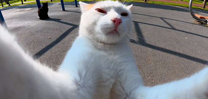 まるで自撮りしているかのようにカメラを掴む猫