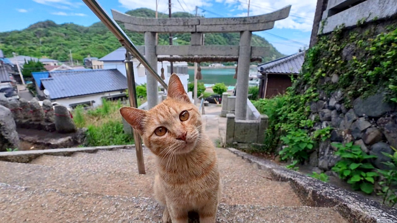 神社で出会った猫