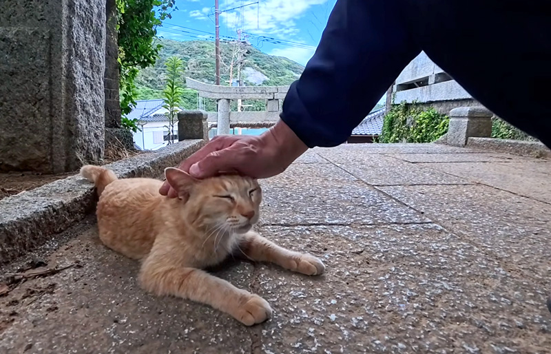 ナデナデを堪能する神社猫