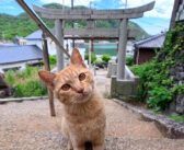 神社で休んでいたら… 階段の下から猫さん登場！ 甘えん坊な猫さんとの可愛すぎる出会いに、思わず心がポカポカに♡