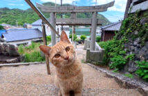 神社で出会った猫