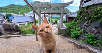 神社で休んでいたら… 階段の下から猫さん登場！ 甘えん坊な猫さんとの可愛すぎる出会いに、思わず心がポカポカに♡