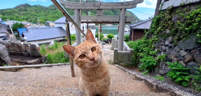 神社で出会った猫