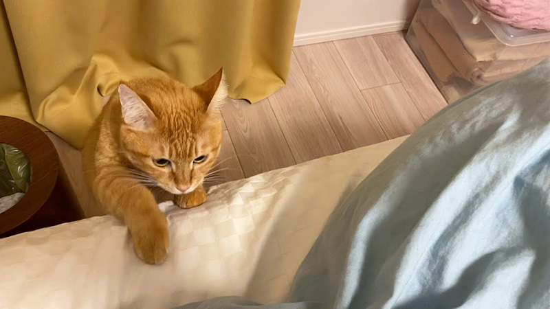 雷が怖い猫
