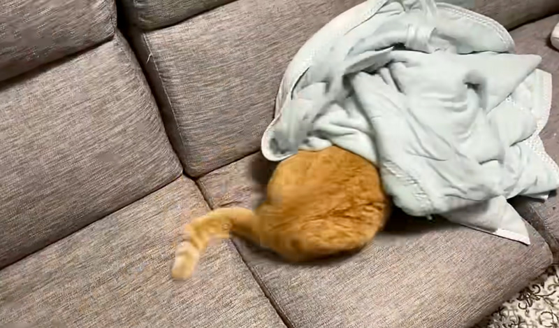 布団に隠れる猫