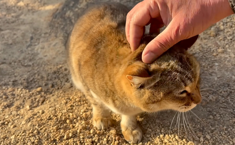 ナデナデされる猫