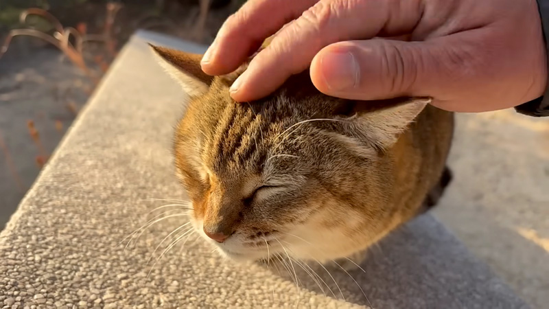 ナデナデを堪能する猫