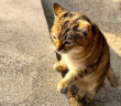 出迎えてくれたお喋りな猫