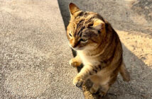出迎えてくれたお喋りな猫