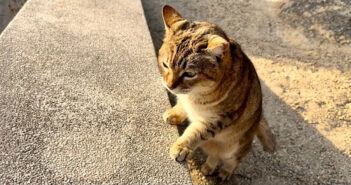出迎えてくれたお喋りな猫