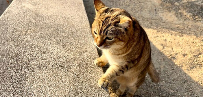 出迎えてくれたお喋りな猫