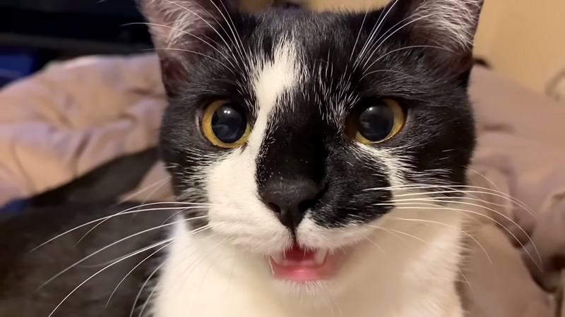 返事を返す猫