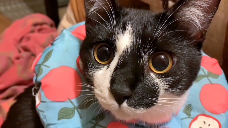 かわいいと言われて嬉しい猫