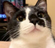 かわいいと言われて嬉しい猫