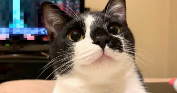 かわいいと言われて嬉しい猫