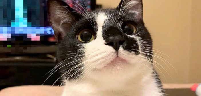 かわいいと言われて嬉しい猫